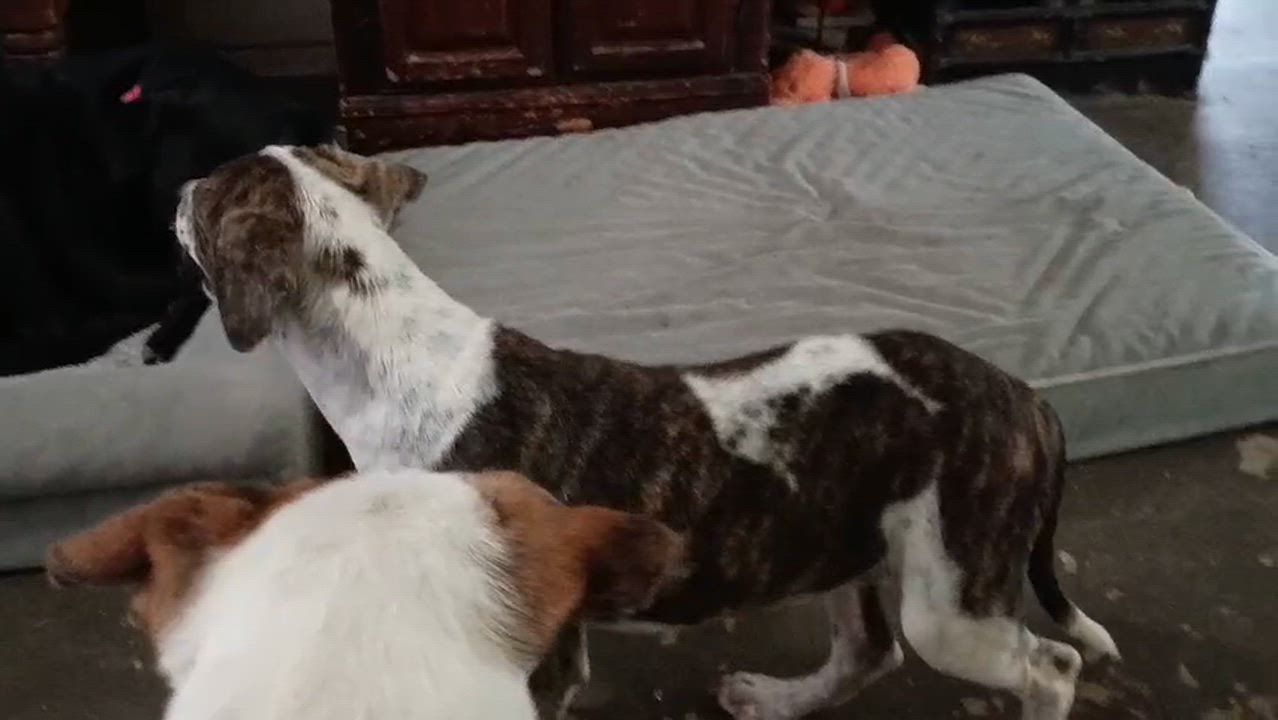 Enlarge Lulu, a Adoptable mixed breed in Pearland, TX video 2/3