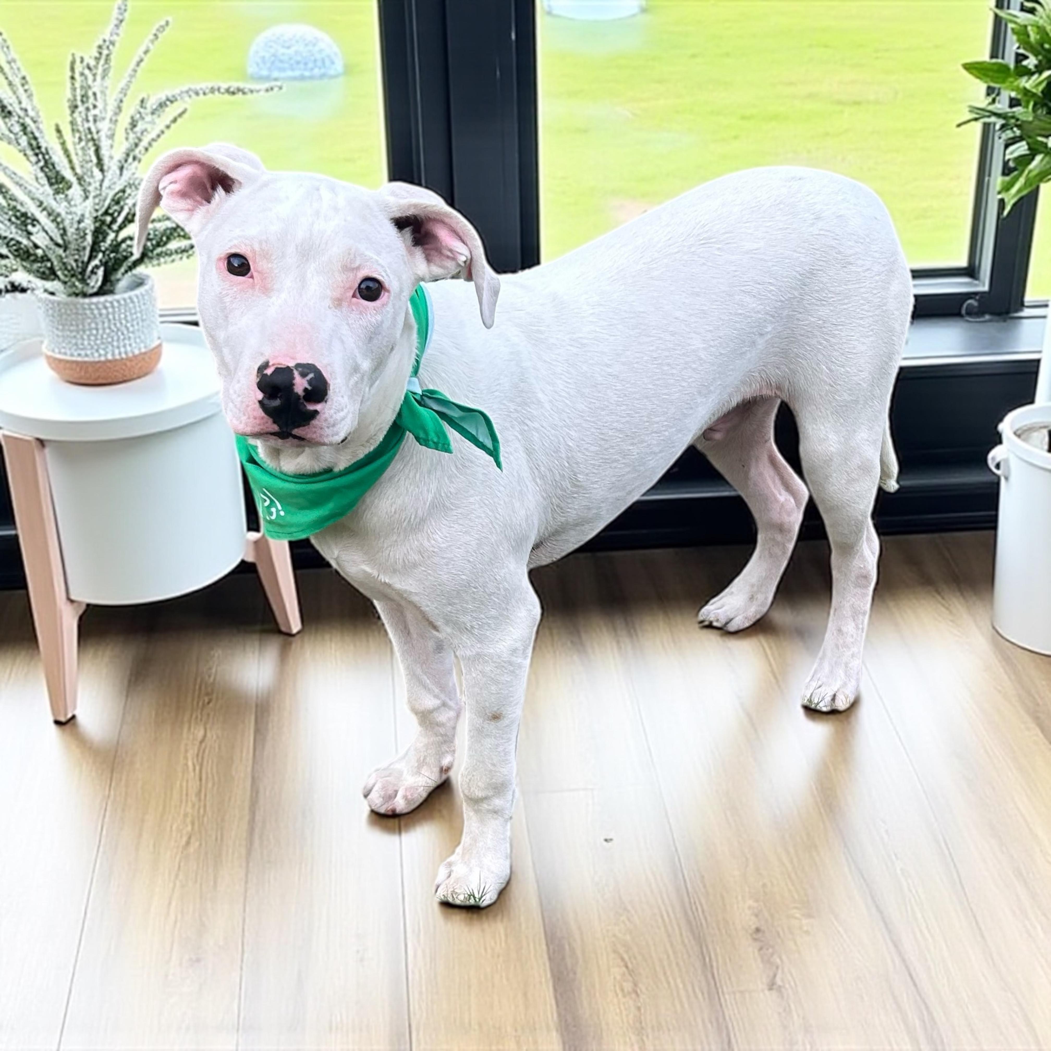 Enlarge Blackjack, a Adoptable mixed breed in Effingham, IL image 2/6