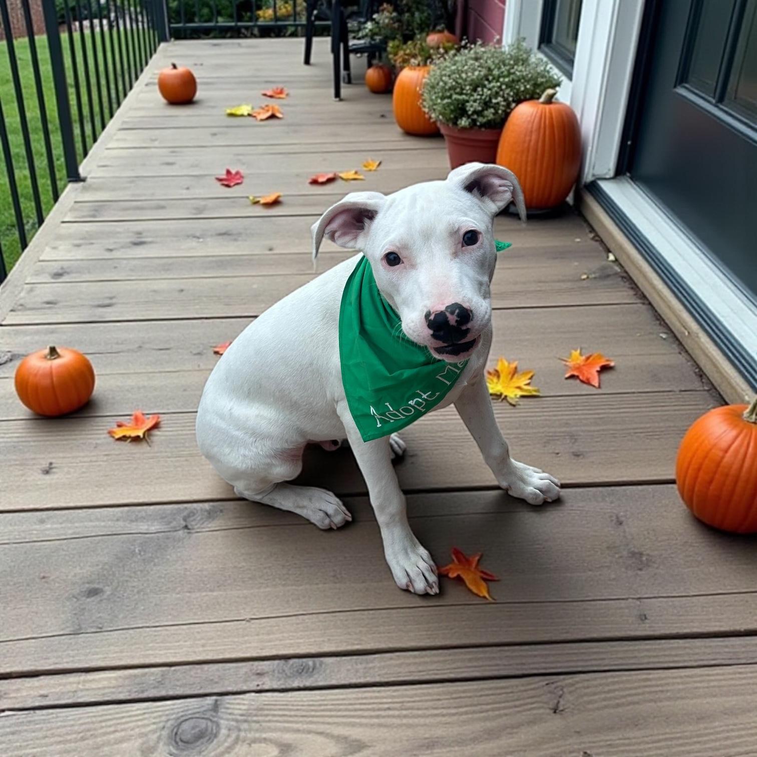 Enlarge Blackjack, a Adoptable mixed breed in Effingham, IL image 5/6