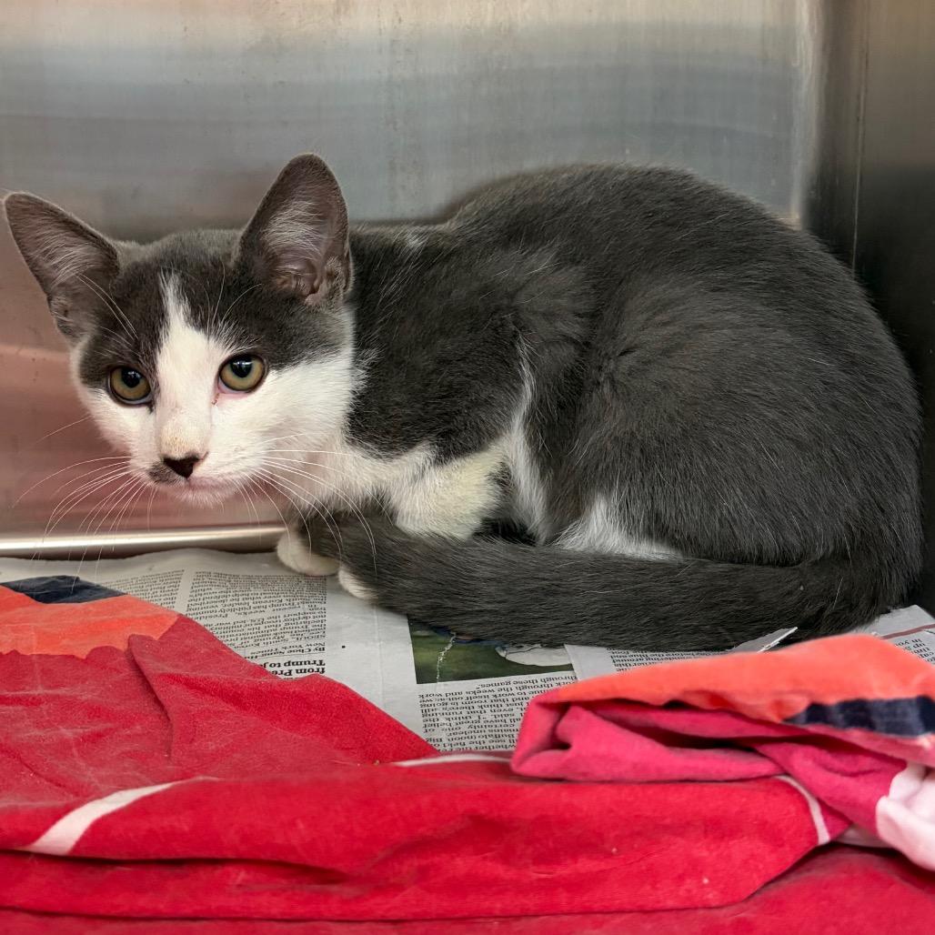 Raj, Adoptable, Kitten Male Domestic Short Hair.