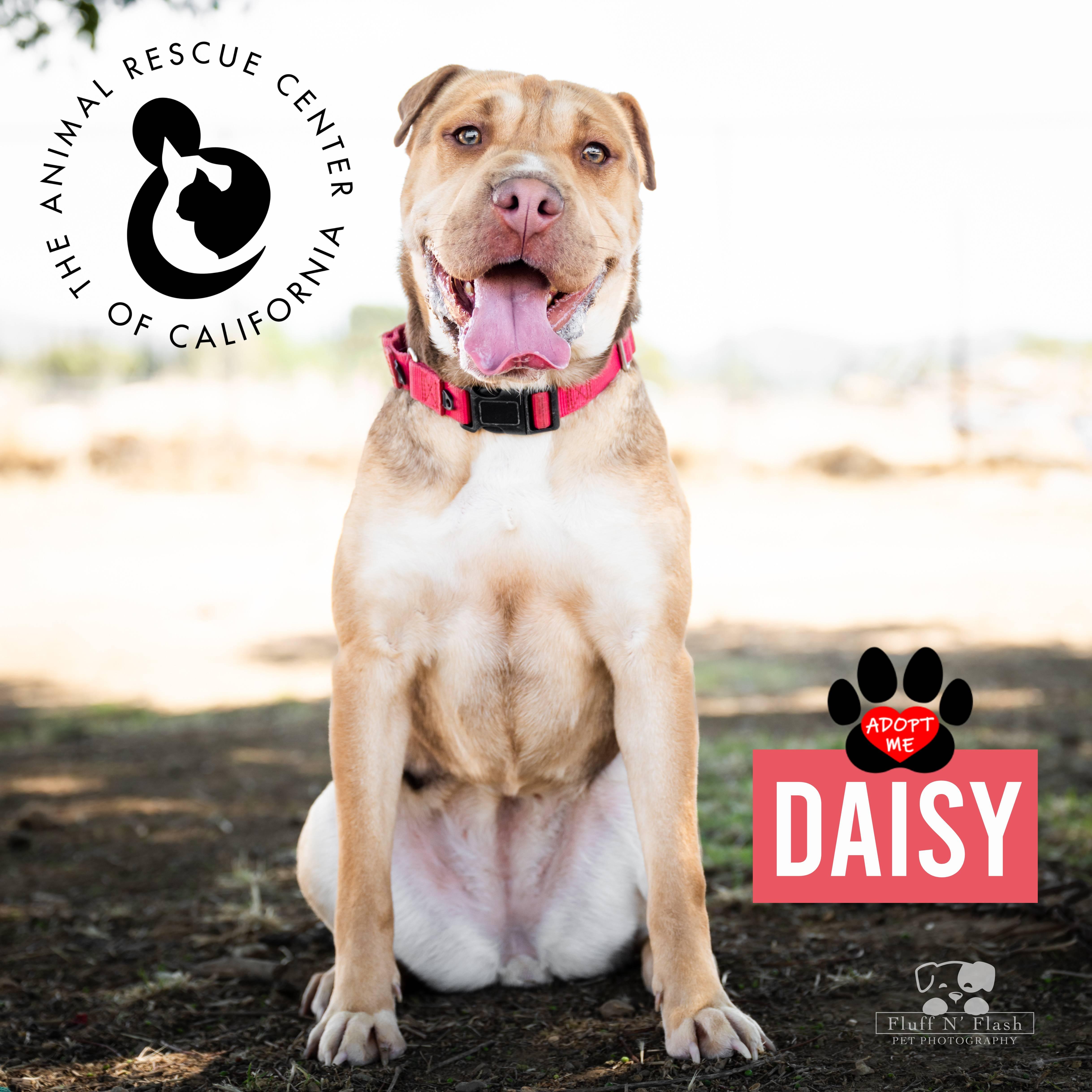 Daisy (Bonded to Honcho), a Adoptable mixed breed in Coachella, CA image 3/4