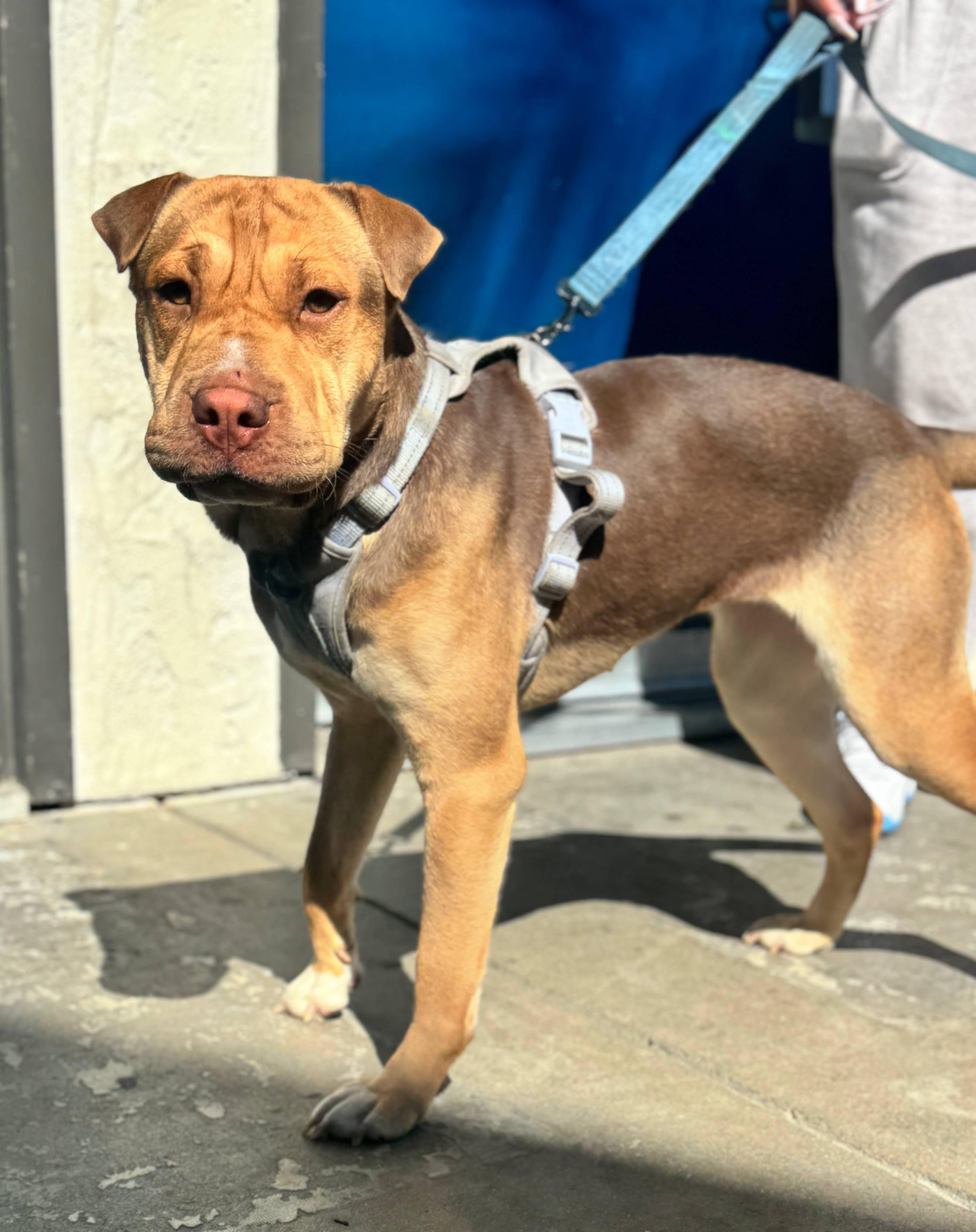 Daisy Dukes, Adoptable, Young Female Shar-Pei.
