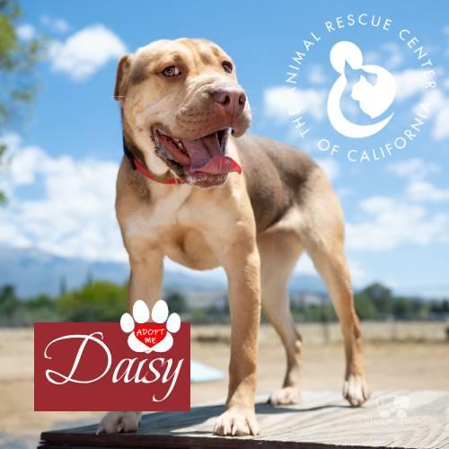 Daisy (Bonded to Honcho), a Adoptable mixed breed in Coachella, CA image 2/4