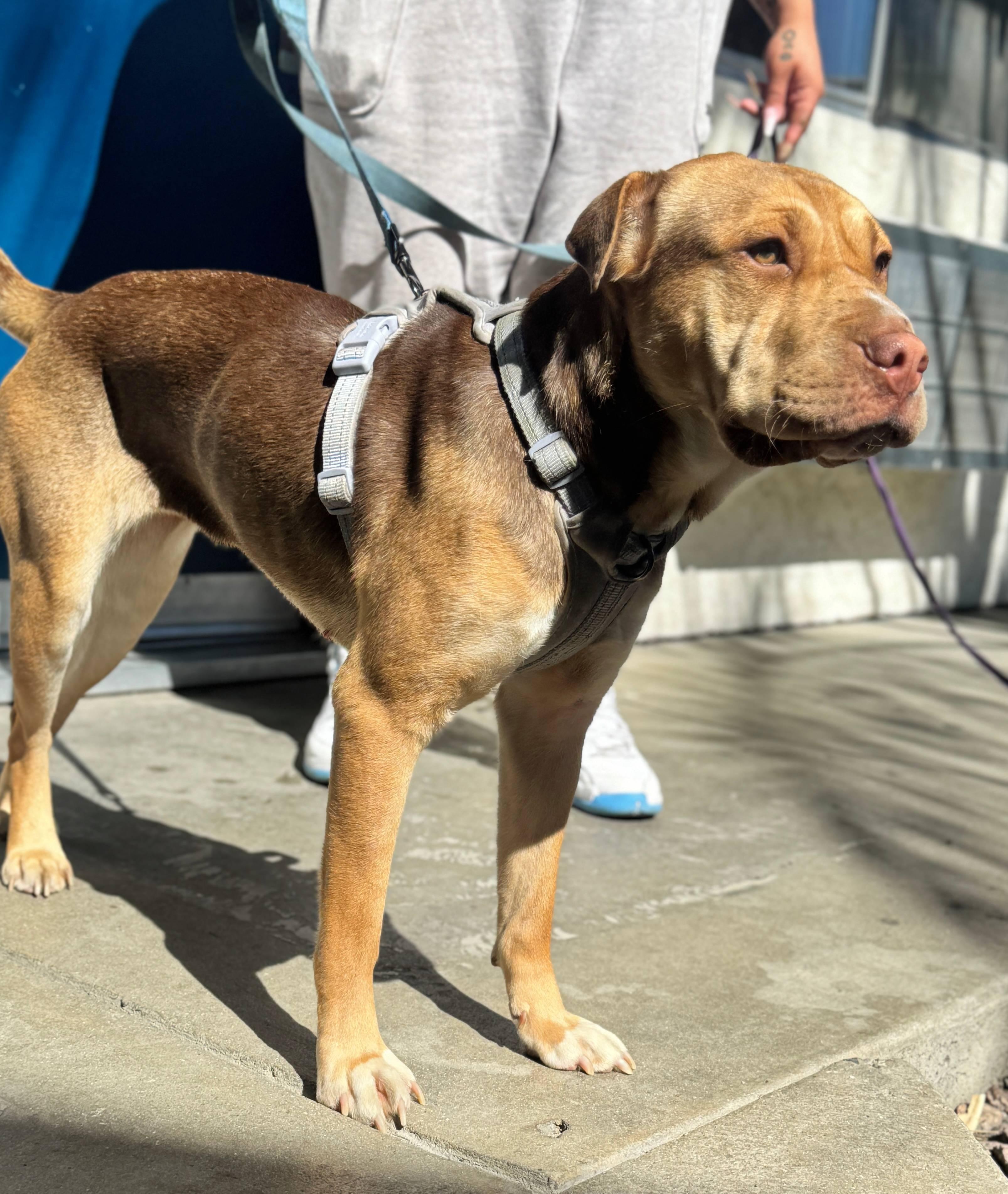 Enlarge Daisy Dukes, a Adoptable Shar-Pei in Coachella, CA image 2/2