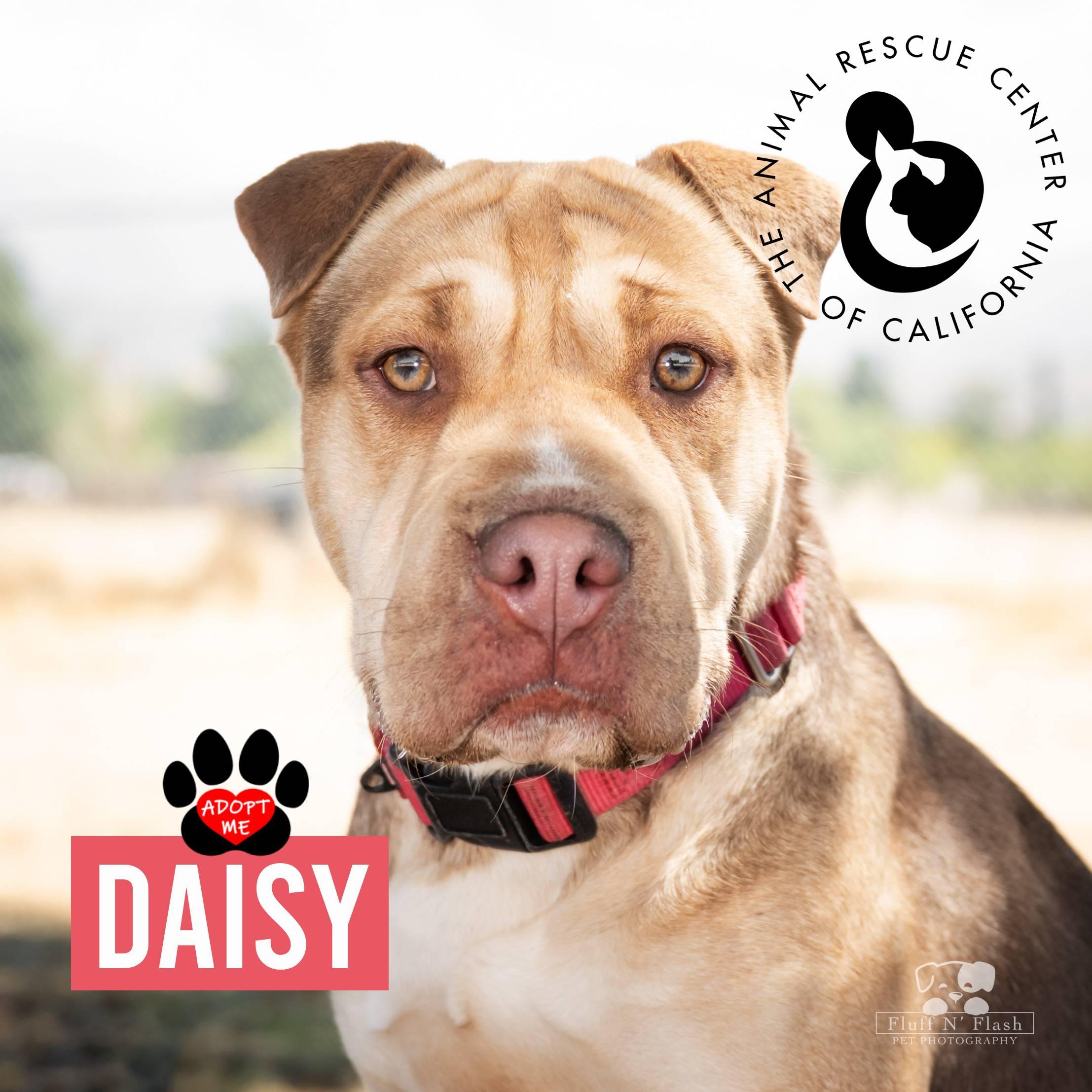 Daisy (Bonded to Honcho), a Adoptable mixed breed in Coachella, CA image 1/4