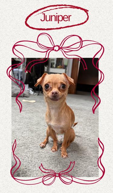 Juniper aka Junie, adopted, Adult Female Chihuahua.