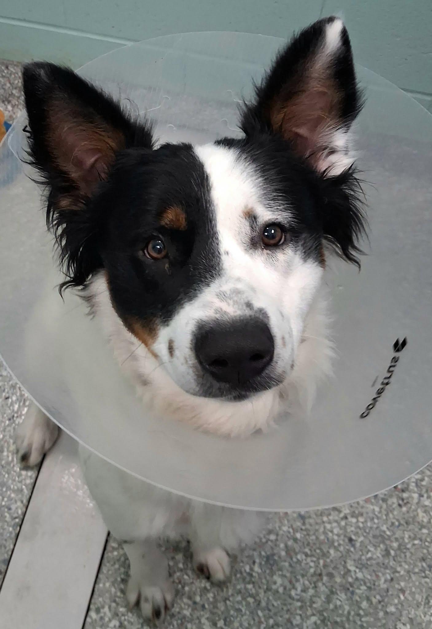 Bandit, adopted, Adult Female Australian Shepherd.