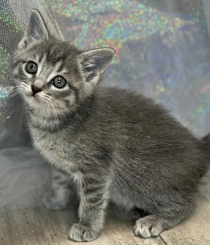 Muffy, Adoptable, Adult Female Domestic Short Hair & Domestic Short Hair.