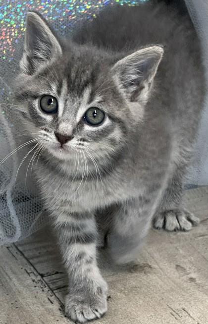 Muffy, a Adoptable mixed breed in Shreveport, LA image 2/3