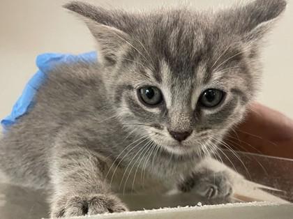 Muffy, a Adoptable mixed breed in Shreveport, LA image 3/3