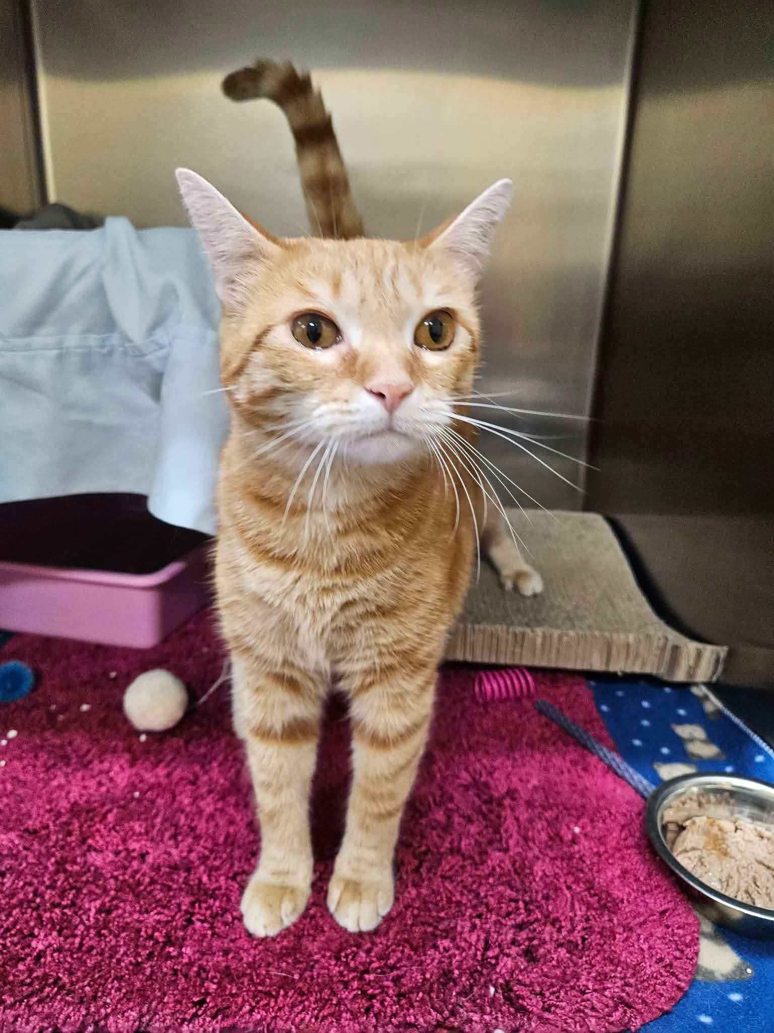 Tim McGraw, adoptable, Young Male Domestic Short Hair.