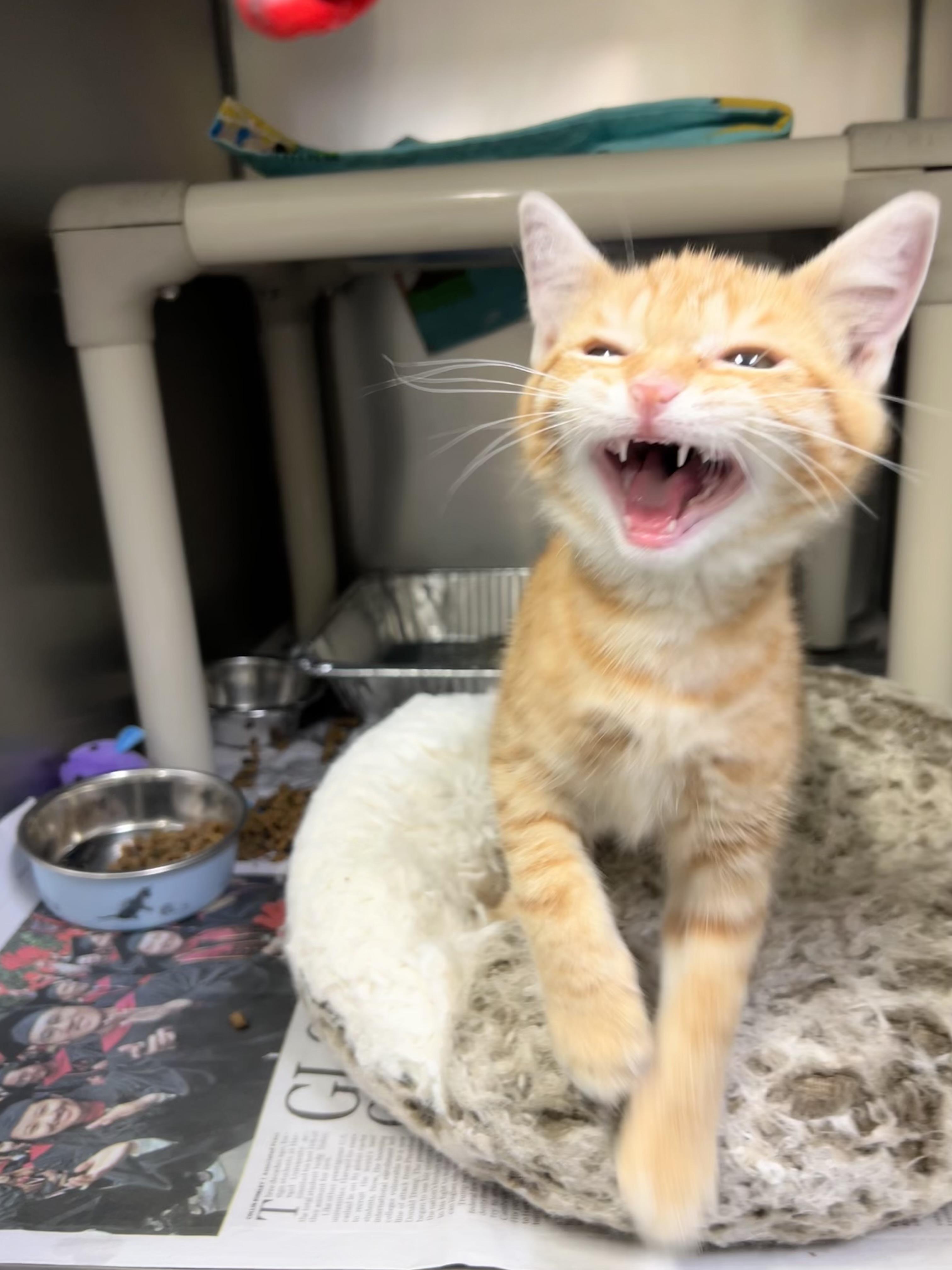 Tim McGraw, an adoptable Domestic Short Hair in Culpeper, VA image 3/5