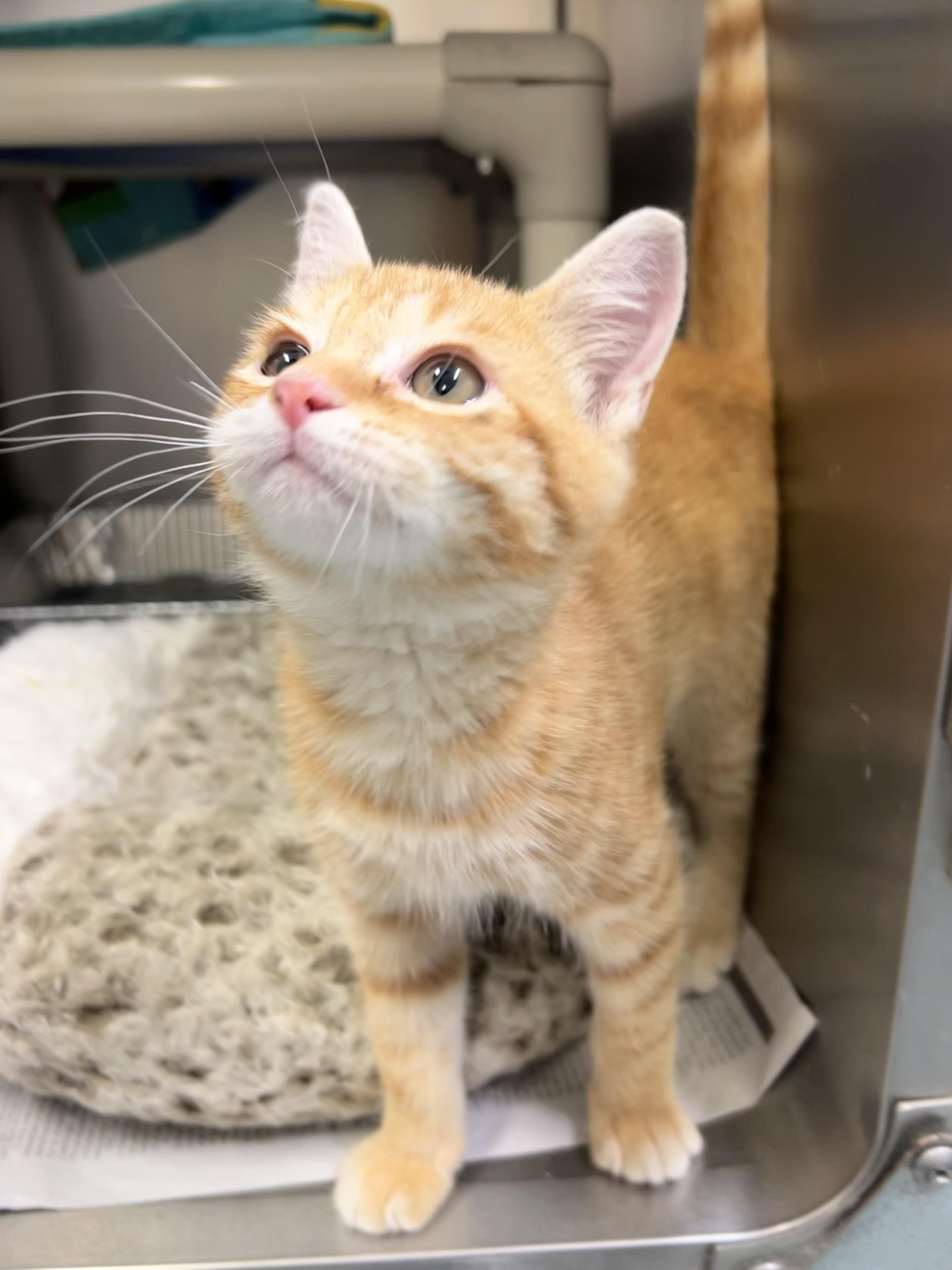Tim McGraw, an adoptable Domestic Short Hair in Culpeper, VA image 4/5
