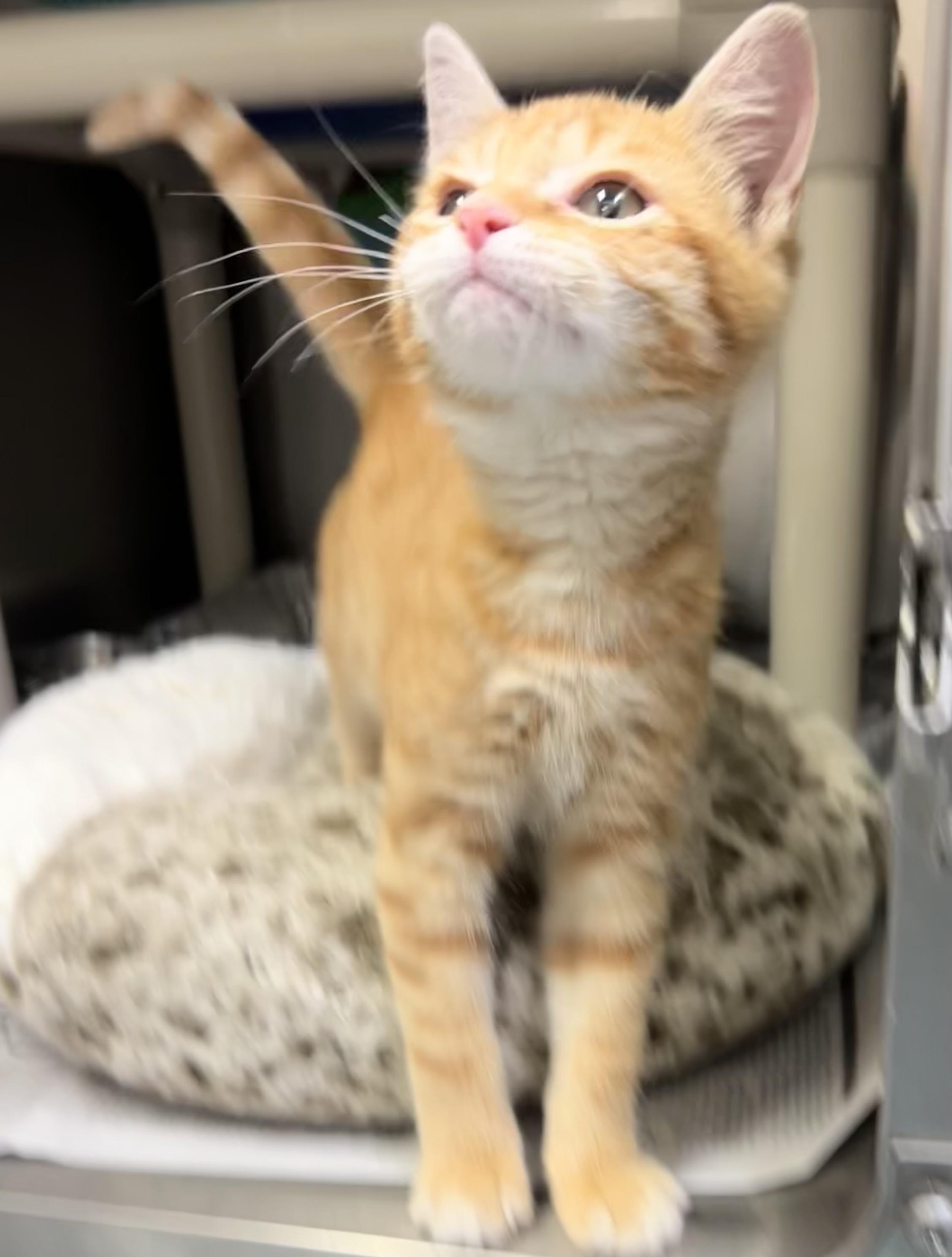 Tim McGraw, an adoptable Domestic Short Hair in Culpeper, VA image 5/5