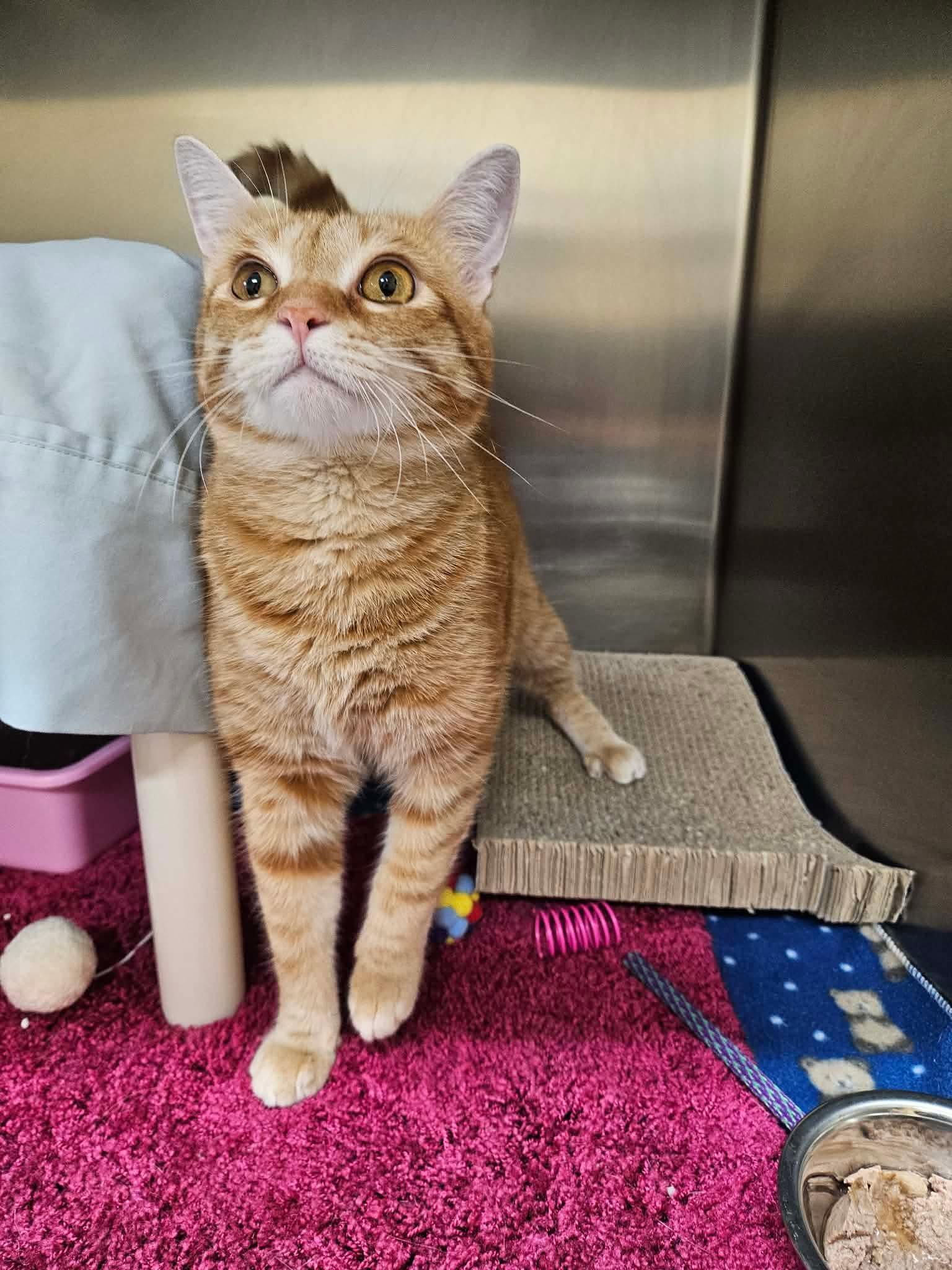 Tim McGraw, an adoptable Domestic Short Hair in Culpeper, VA image 2/5