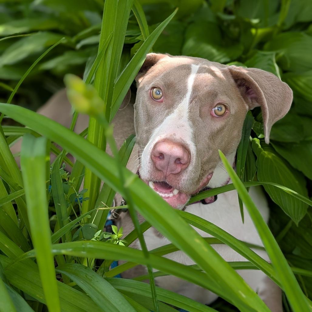 Enlarge Pudding, a Adoptable Mixed Breed in Thomaston, ME image 1/5