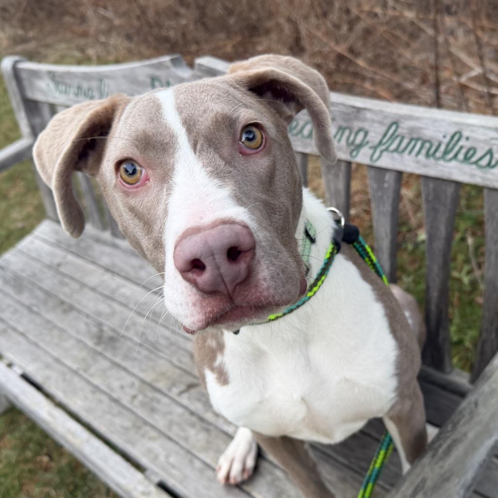 Pudding, Adoptable, Young Female Mixed Breed.