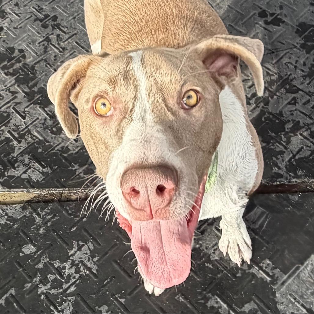 Pudding, a Adoptable Mixed Breed in Thomaston, ME image 2/4