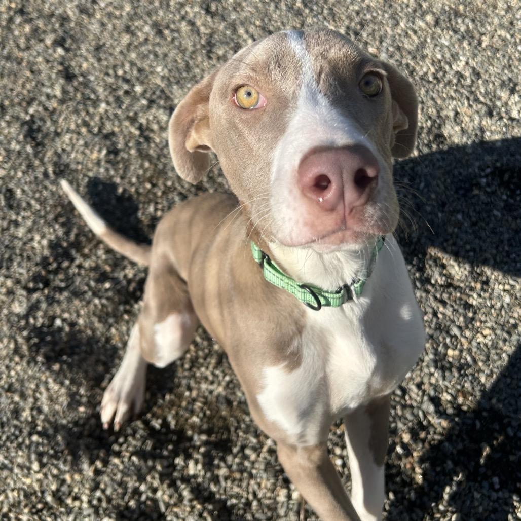 Pudding, a Adoptable Mixed Breed in Thomaston, ME image 3/4