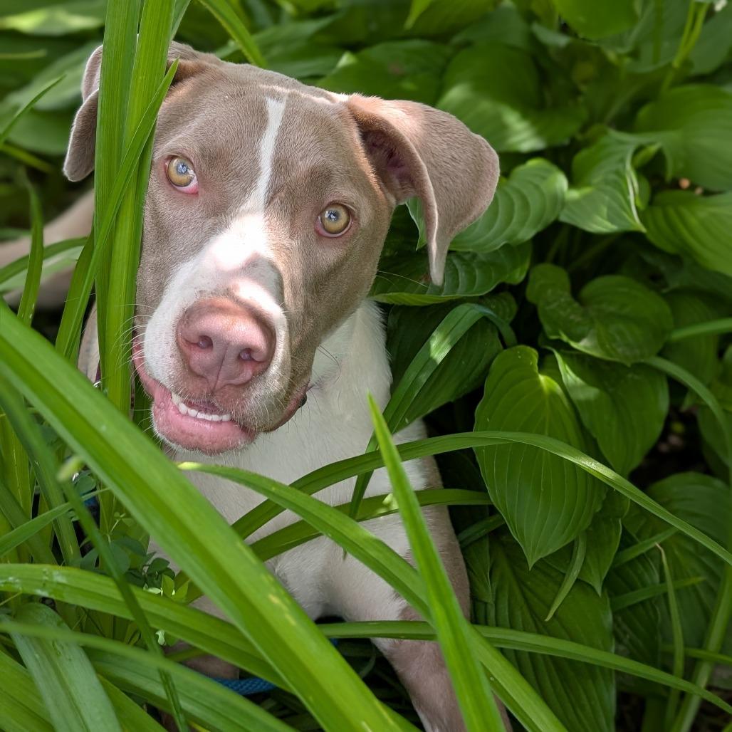 Enlarge Pudding, a Adoptable Mixed Breed in Thomaston, ME image 2/5