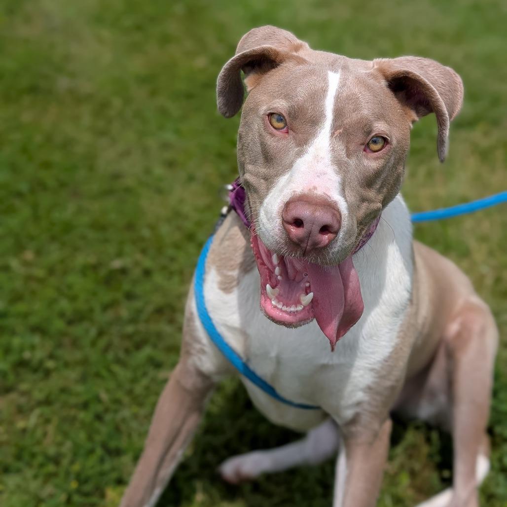 Enlarge Pudding, a Adoptable Mixed Breed in Thomaston, ME image 3/5