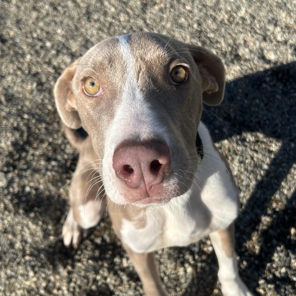 Pudding, a Adoptable Mixed Breed in Thomaston, ME image 4/4