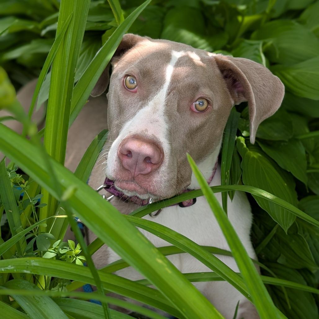 Enlarge Pudding, a Adoptable Mixed Breed in Thomaston, ME image 4/5