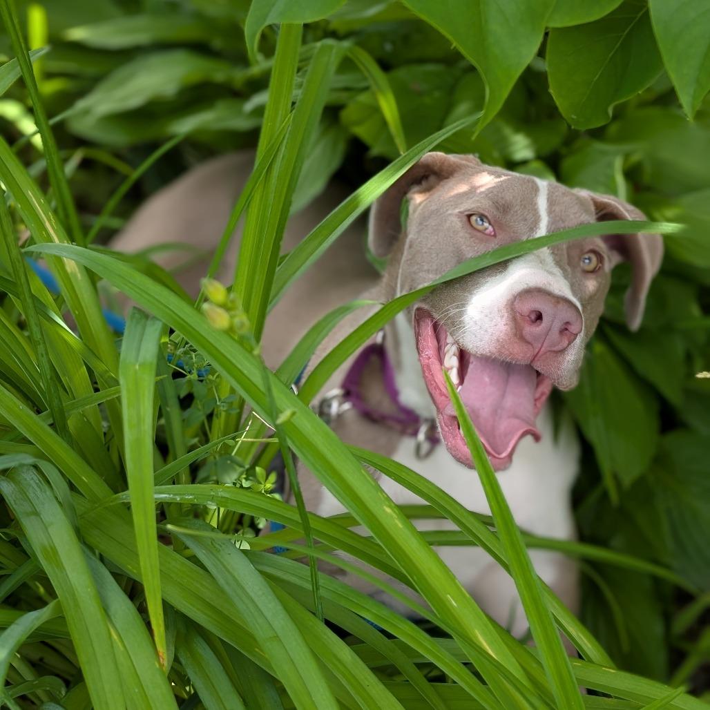 Enlarge Pudding, a Adoptable Mixed Breed in Thomaston, ME image 5/5