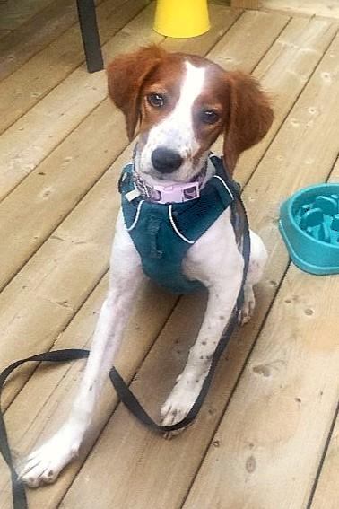 Delilah, a Adoptable Brittany Spaniel image 2/3