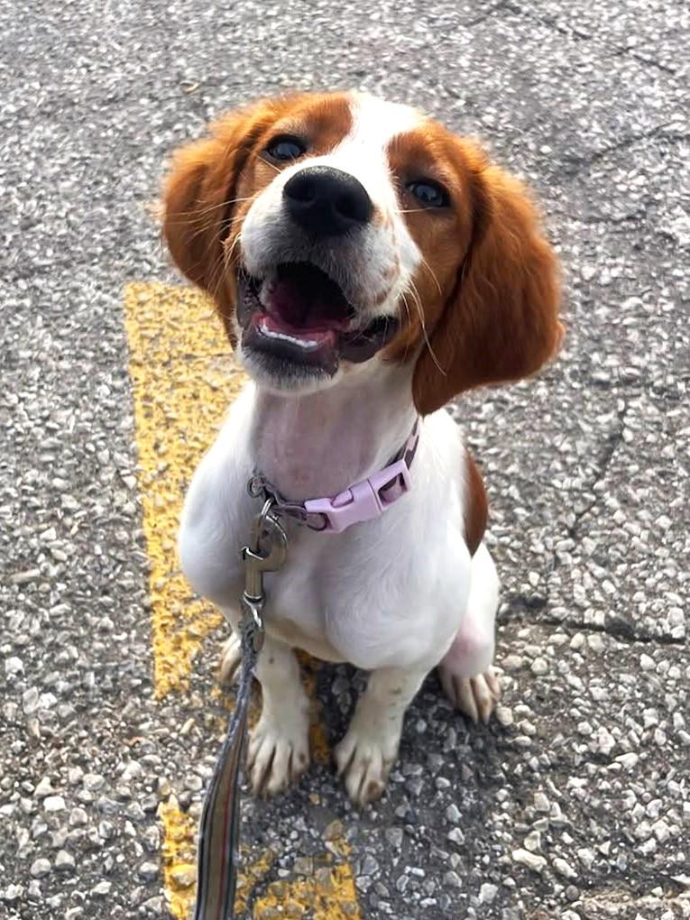 Delilah, a Adoptable Brittany Spaniel image 3/3