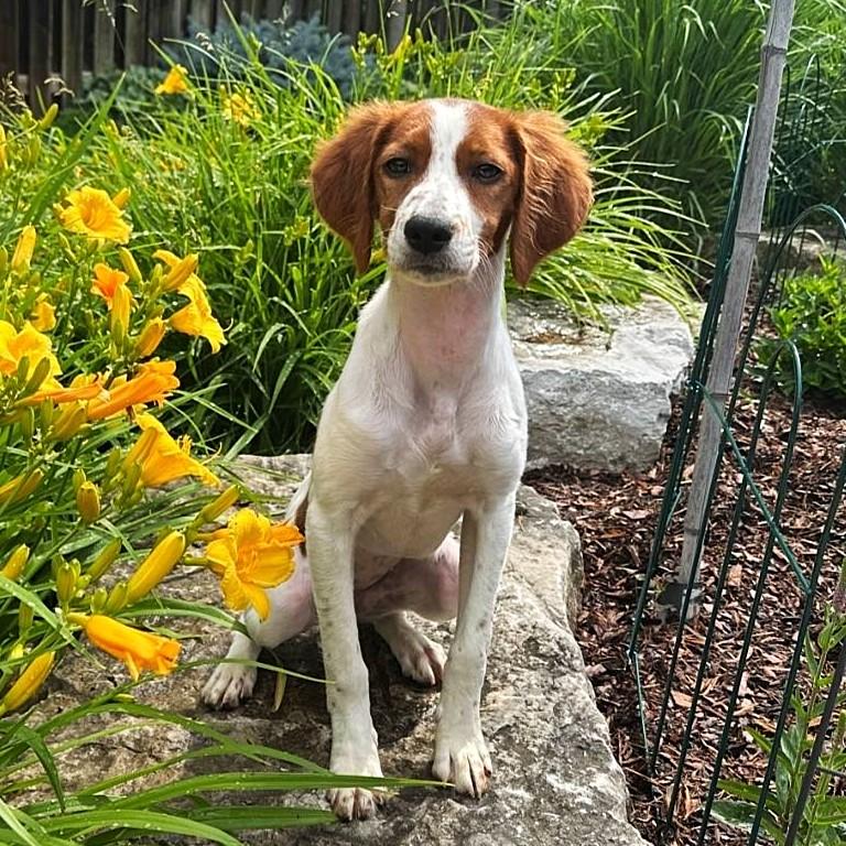 Delilah, Adoptable, Young Female Brittany Spaniel.