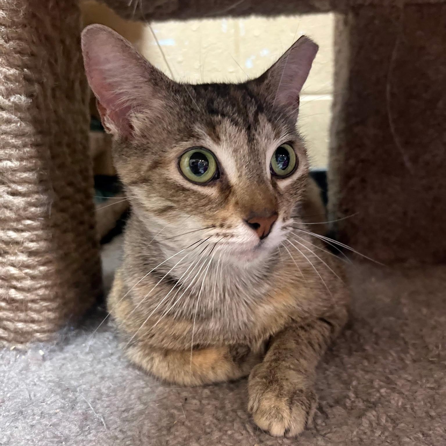 Mia, adopted, Young Female Domestic Short Hair.
