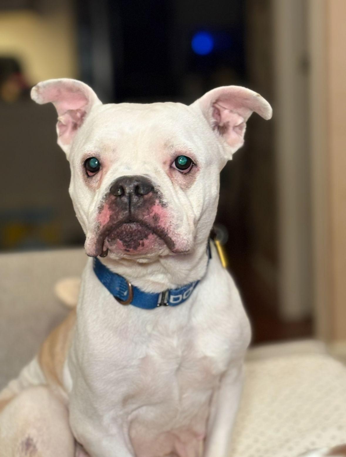 Moo, Adoptable, Adult Female American Bulldog.