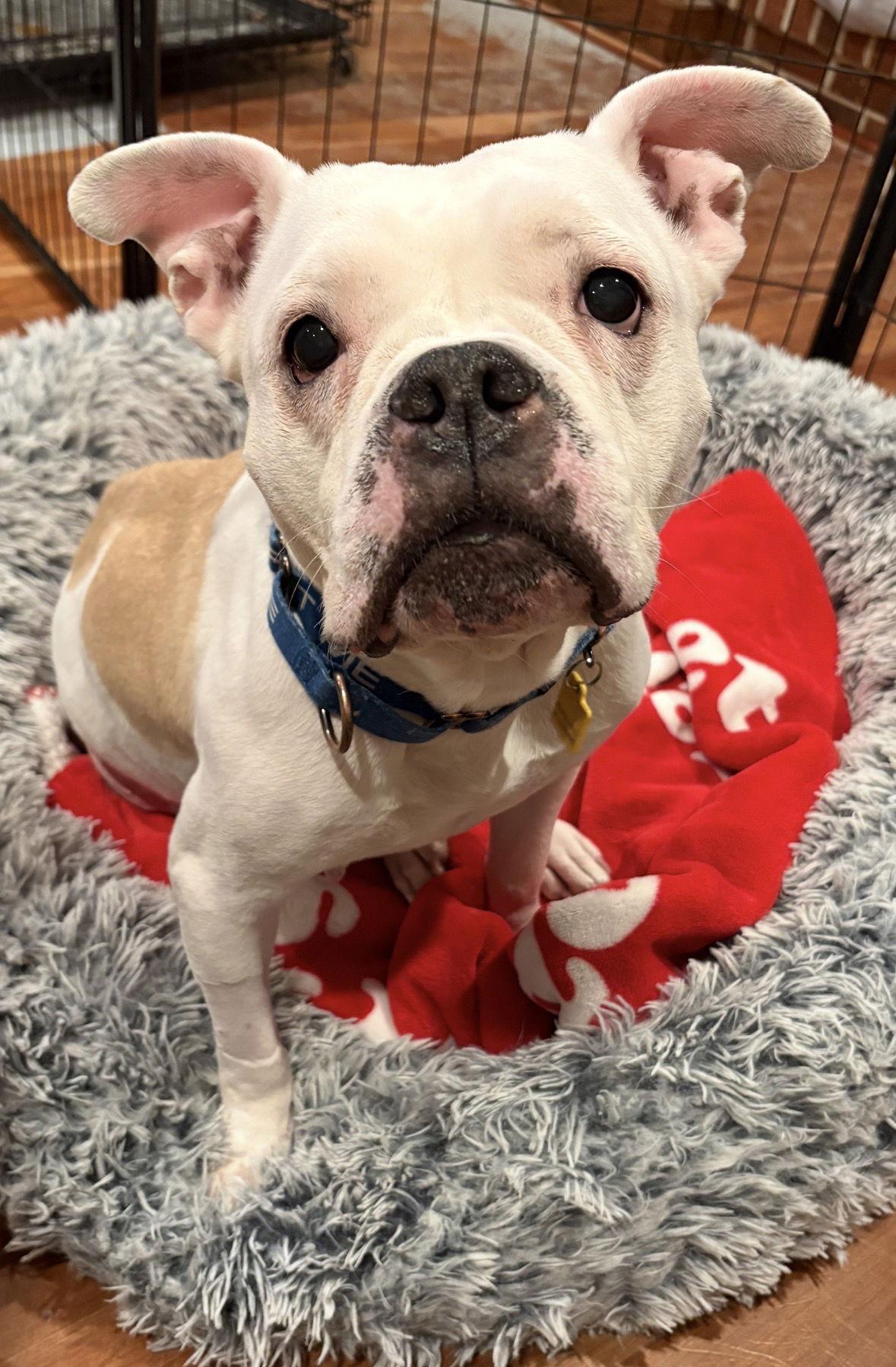 Enlarge Moo, a Adoptable American Bulldog in Cuyahoga Falls, OH image 2/2