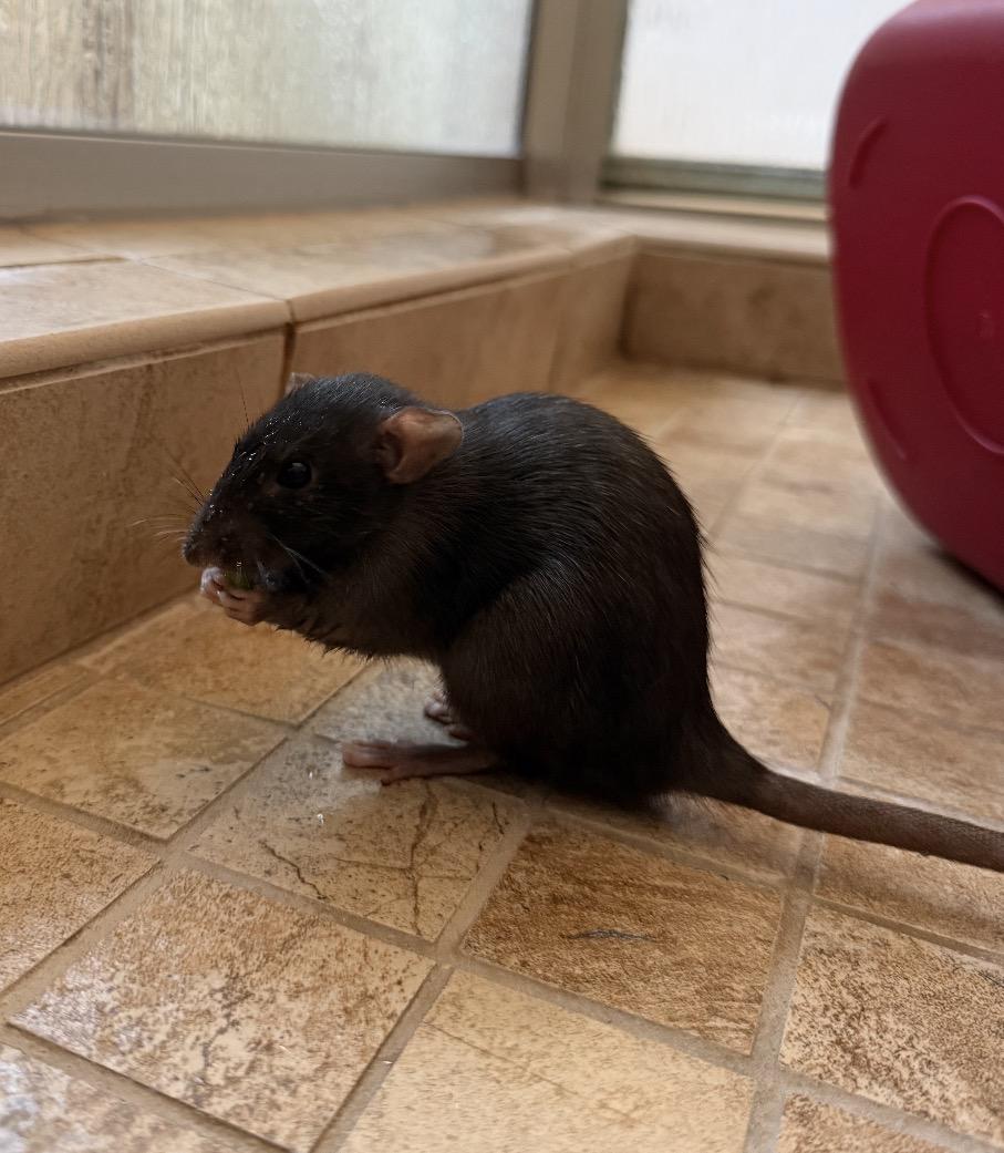 Enlarge Amy, an adopted Rat in Los Angeles, CA image 2/4