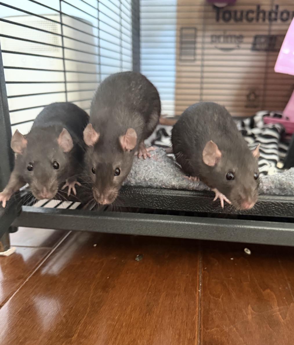 Enlarge Amy, an adopted Rat in Los Angeles, CA image 4/4