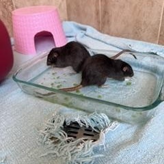 Enlarge Amy, an adopted Rat in Los Angeles, CA image 3/4
