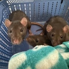 Enlarge Amy, an adopted Rat in Los Angeles, CA image 1/4