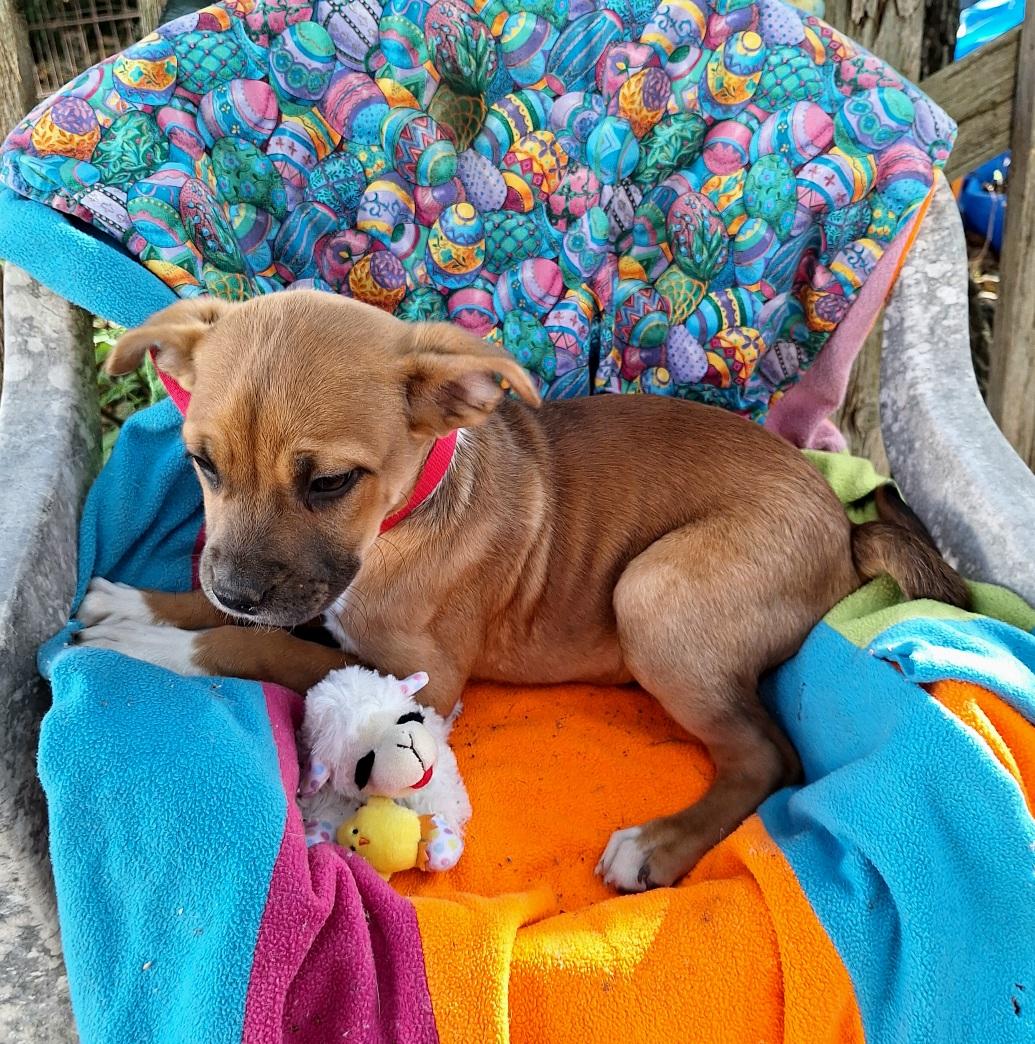 Adalene BR14263-T , an adoptable mixed breed in Burlington, WA image 4/6