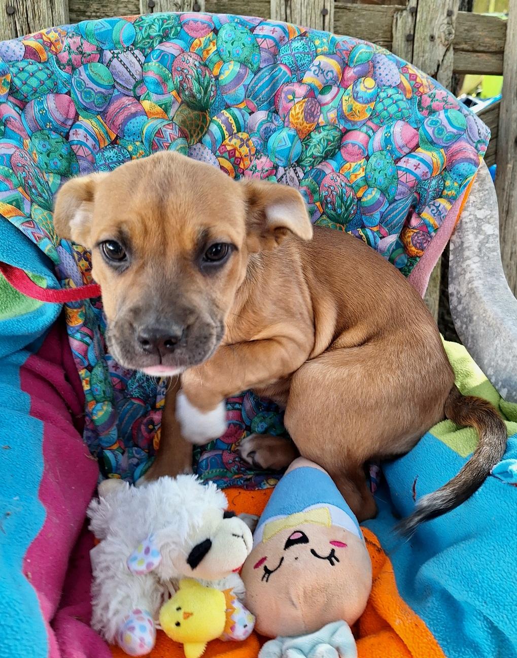 Adalene BR14263-T , an adoptable mixed breed in Burlington, WA image 3/6