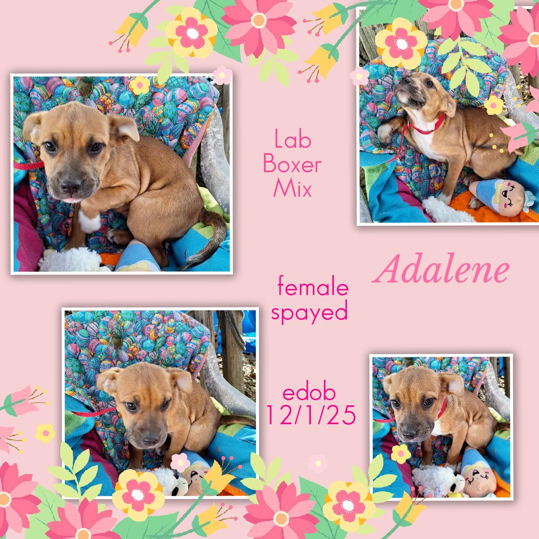 Adalene BR14263-T , an adoptable mixed breed in Burlington, WA image 1/6