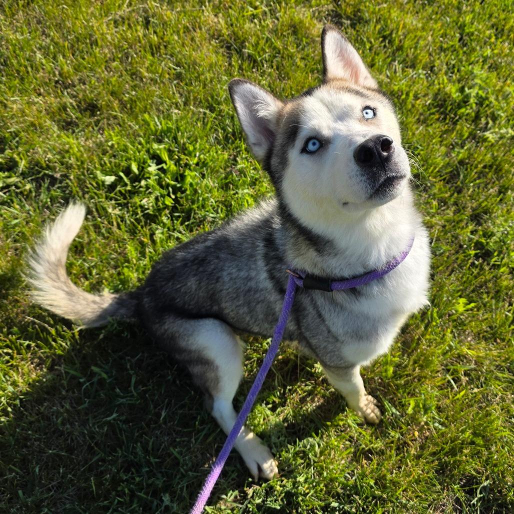 Enlarge Chad, a Adoptable mixed breed in Bristol, IN image 1/1