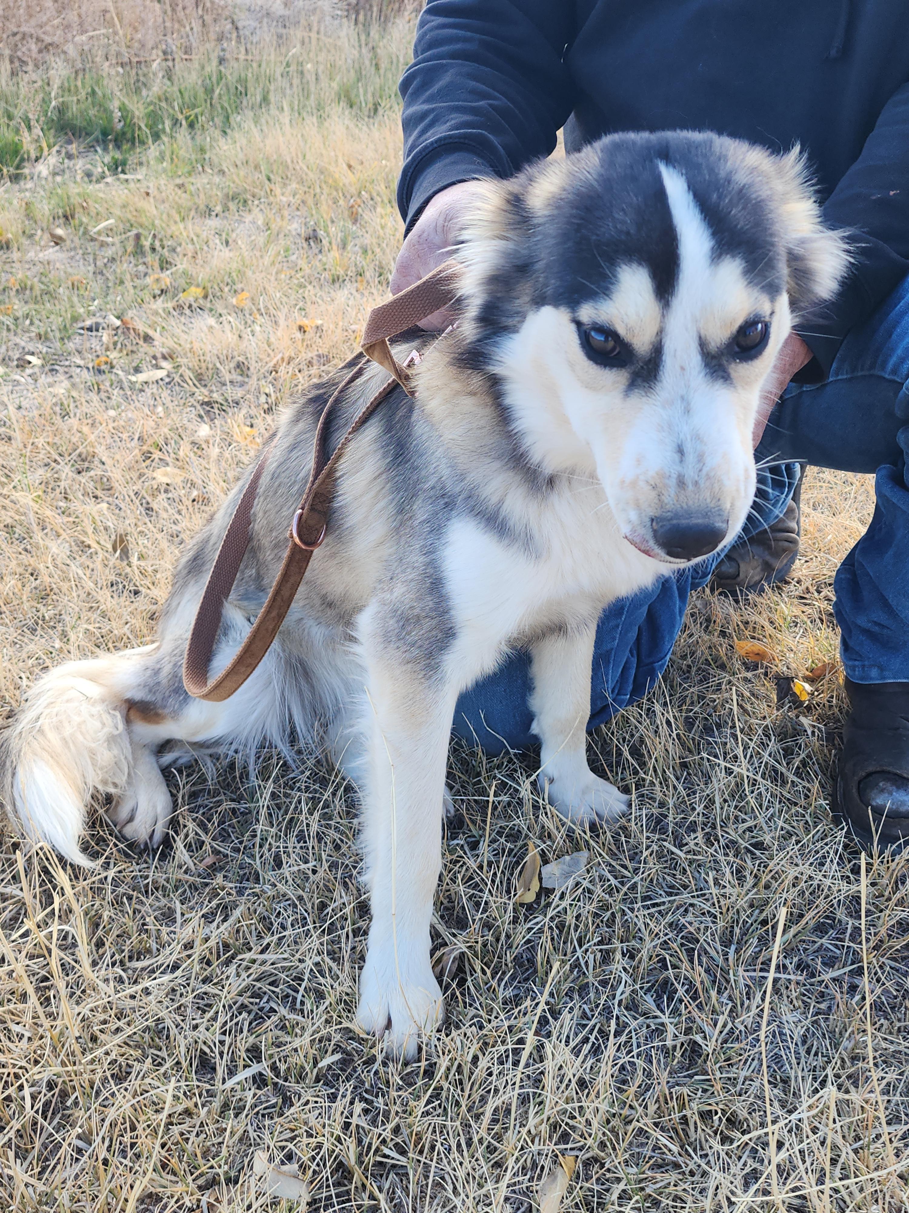 Sophie, an adoptable Husky, Shepherd in Riverton, WY, 82501 | Photo Image 2