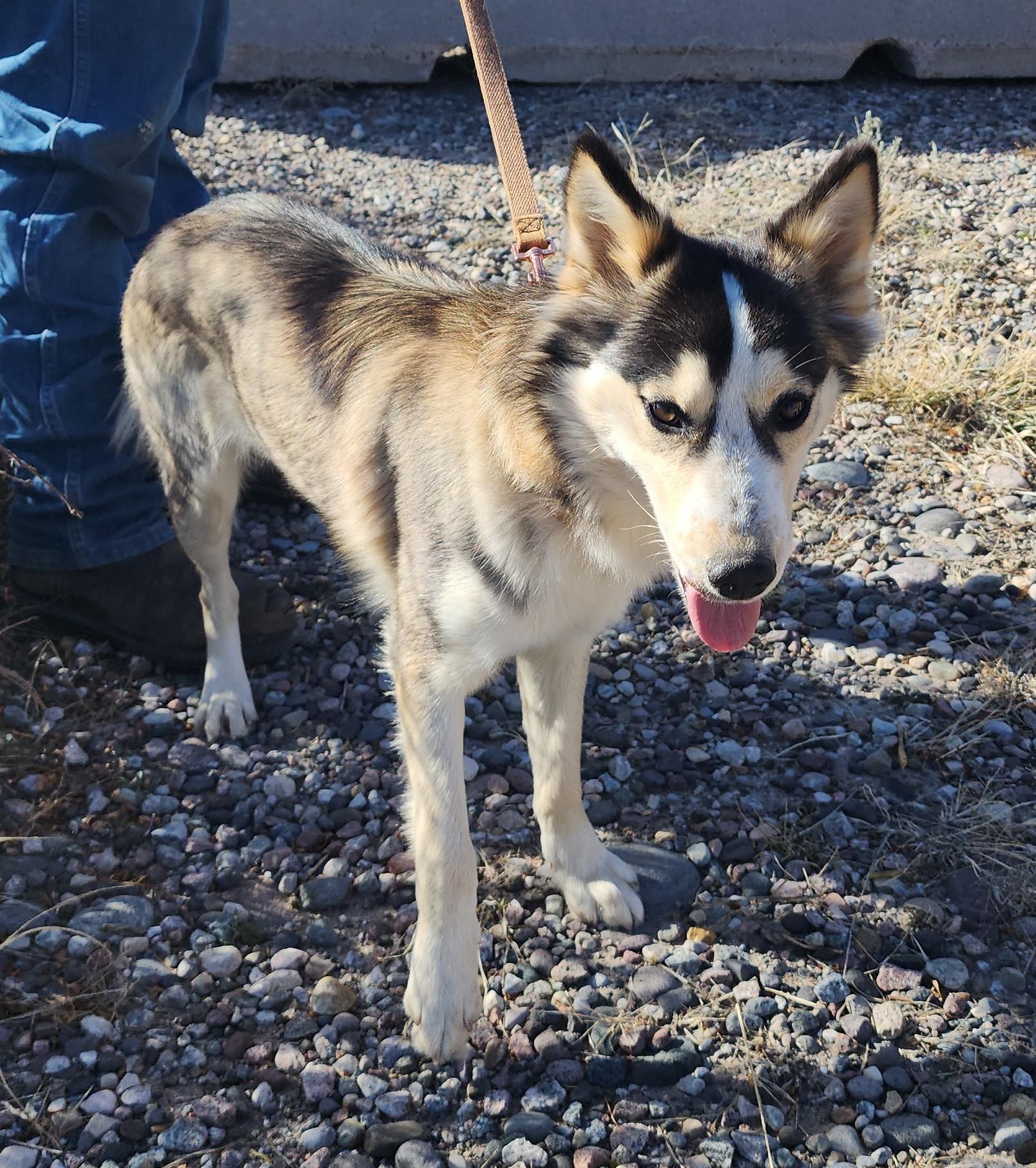 Sophie, an adoptable Husky, Shepherd in Riverton, WY, 82501 | Photo Image 1