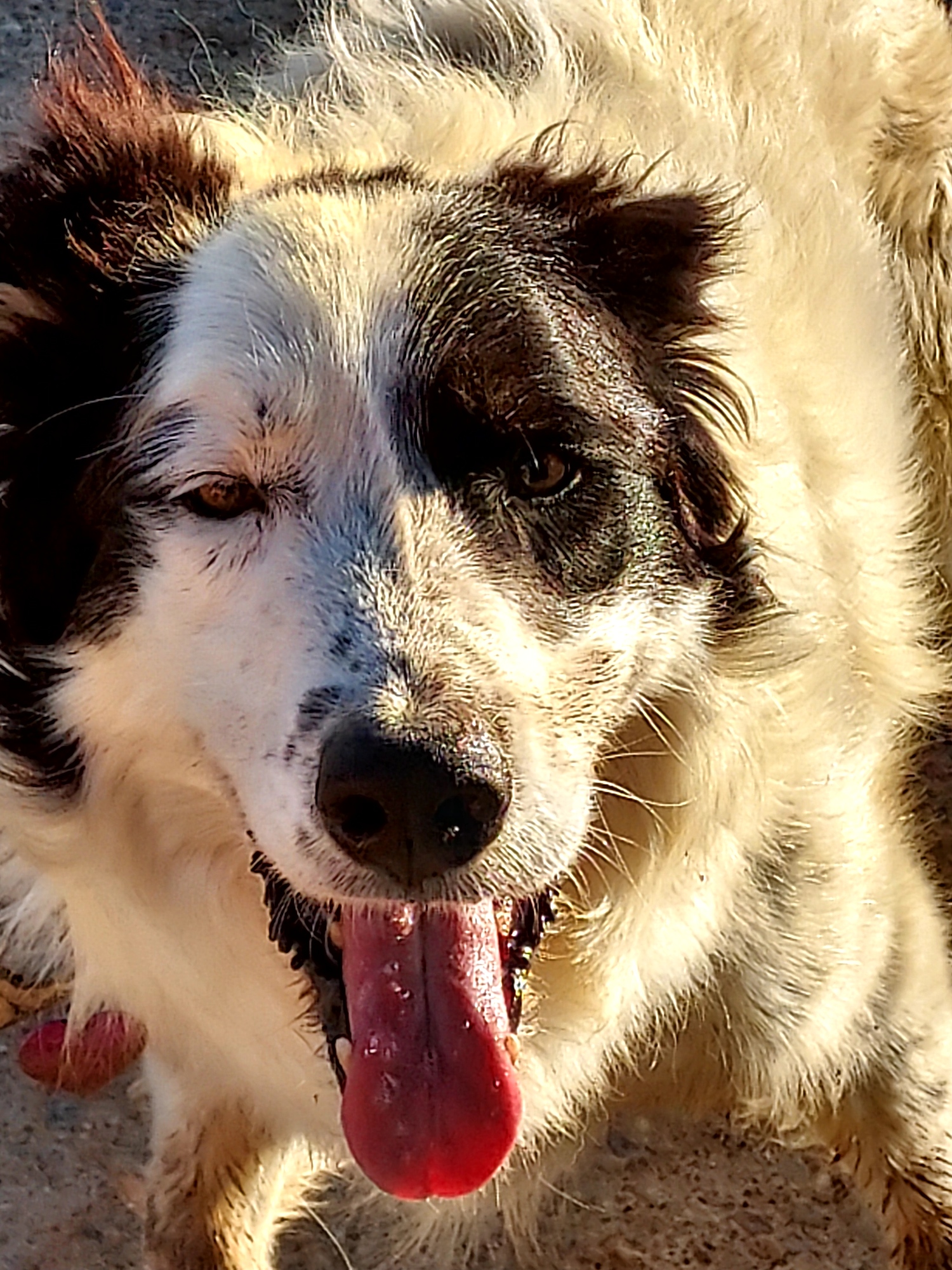 Enlarge Koshe, a Adoptable mixed breed in St. Clairsville, OH image 1/2