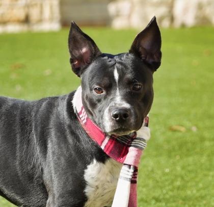 Winston, Adoptable, Adult Male Terrier & Mixed Breed.