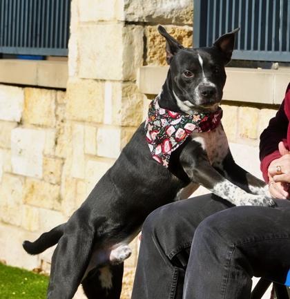 Enlarge Winston, a Adoptable mixed breed in North Richland Hills, TX image 2/3