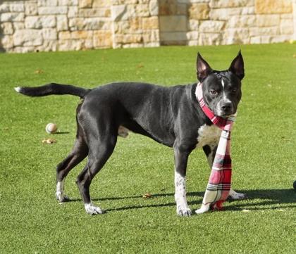 Enlarge Winston, a Adoptable mixed breed in North Richland Hills, TX image 3/3
