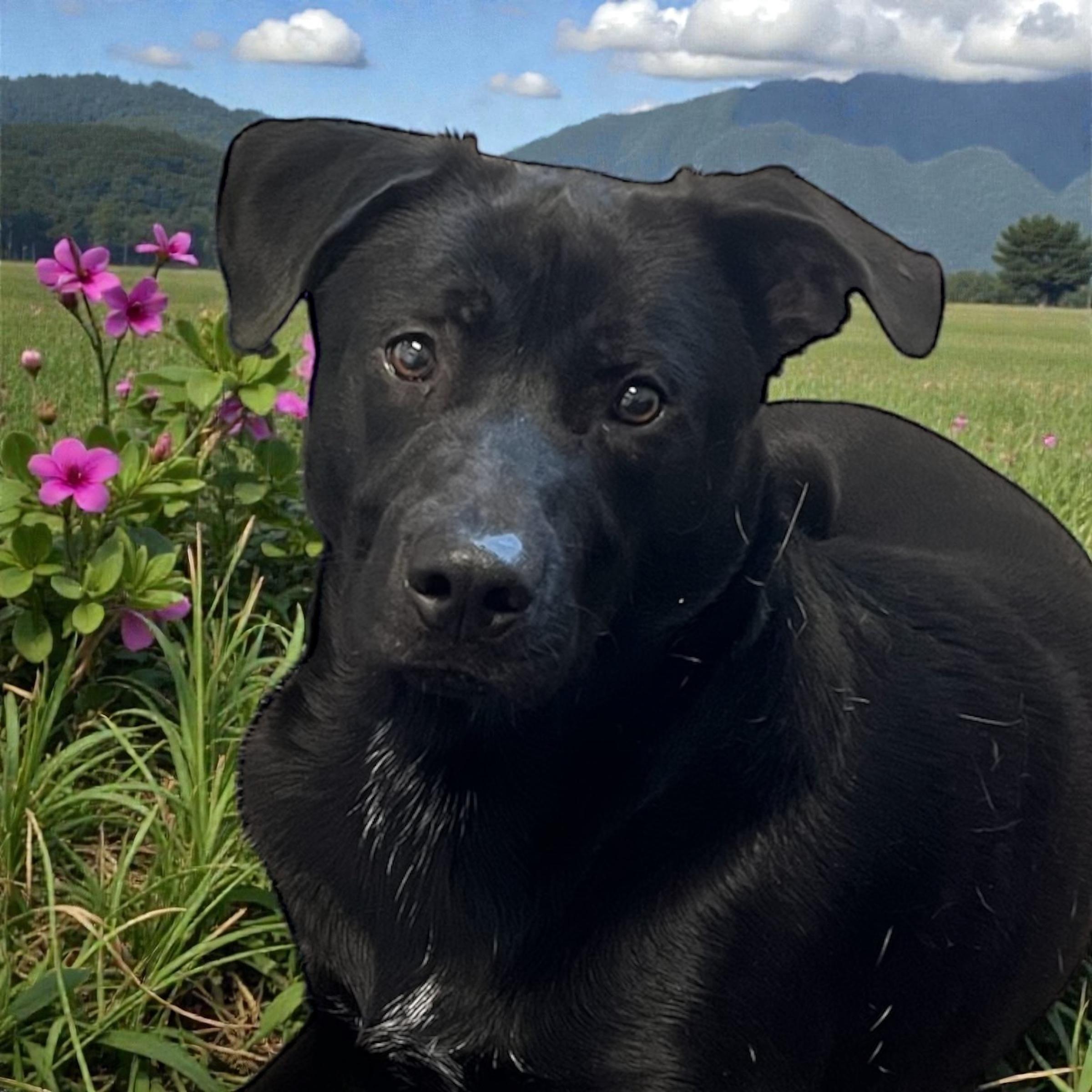 Enlarge Slade, a ADOPTABLE Black Labrador Retriever in Horn Lake, MS image 2/6