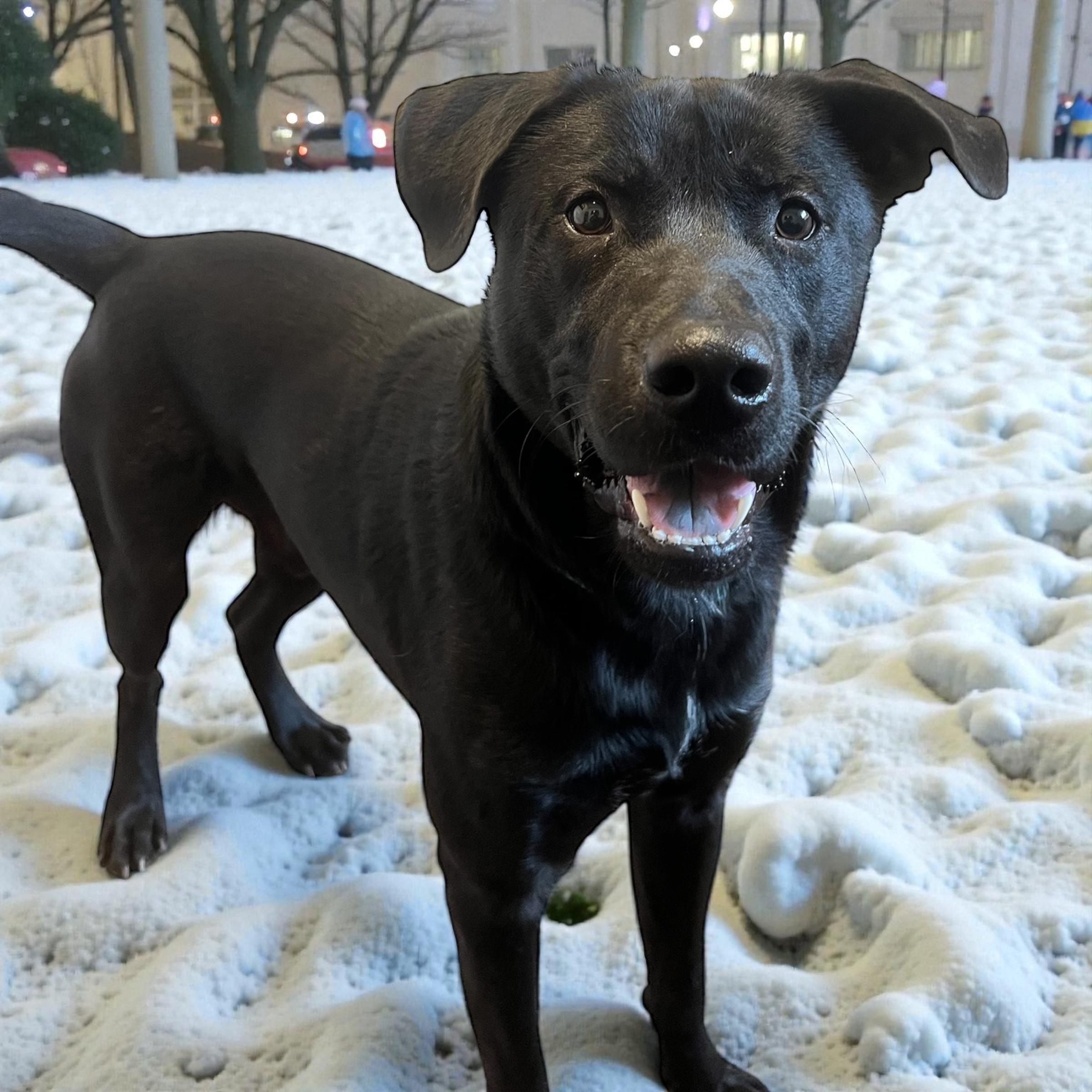 Enlarge Slade, a ADOPTABLE Black Labrador Retriever in Horn Lake, MS image 1/6